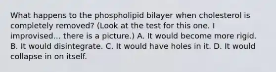 What happens to the phospholipid bilayer when cholesterol is completely removed? (Look at the test for this one. I improvised... there is a picture.) A. It would become more rigid. B. It would disintegrate. C. It would have holes in it. D. It would collapse in on itself.