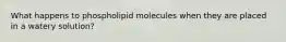 What happens to phospholipid molecules when they are placed in a watery solution?