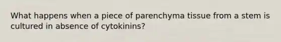 What happens when a piece of parenchyma tissue from a stem is cultured in absence of cytokinins?