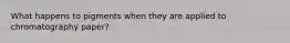 What happens to pigments when they are applied to chromatography paper?