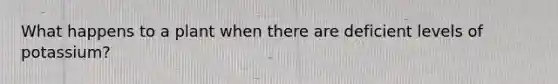 What happens to a plant when there are deficient levels of potassium?