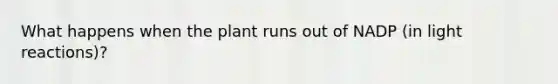 What happens when the plant runs out of NADP (in light reactions)?