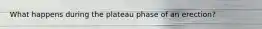 What happens during the plateau phase of an erection?