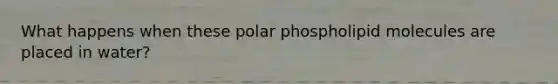 What happens when these polar phospholipid molecules are placed in water?