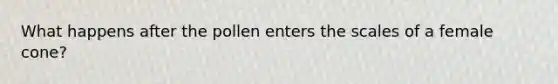 What happens after the pollen enters the scales of a female cone?