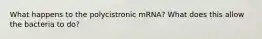 What happens to the polycistronic mRNA? What does this allow the bacteria to do?