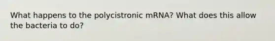 What happens to the polycistronic mRNA? What does this allow the bacteria to do?