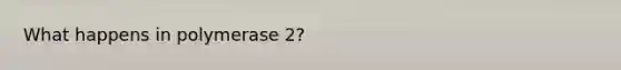 What happens in polymerase 2?