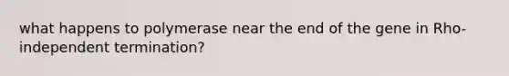 what happens to polymerase near the end of the gene in Rho-independent termination?