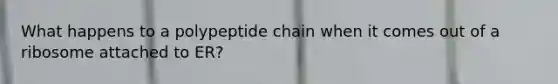 What happens to a polypeptide chain when it comes out of a ribosome attached to ER?