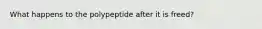 What happens to the polypeptide after it is freed?