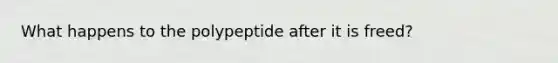 What happens to the polypeptide after it is freed?