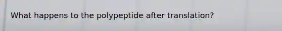 What happens to the polypeptide after translation?