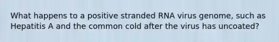 What happens to a positive stranded RNA virus genome, such as Hepatitis A and the common cold after the virus has uncoated?