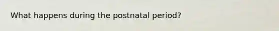 What happens during the postnatal period?