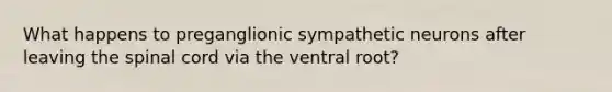 What happens to preganglionic sympathetic neurons after leaving the spinal cord via the ventral root?