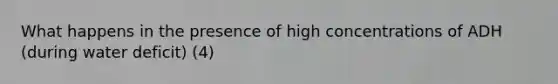 What happens in the presence of high concentrations of ADH (during water deficit) (4)