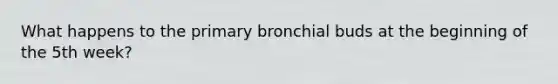 What happens to the primary bronchial buds at the beginning of the 5th week?