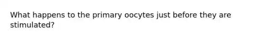 What happens to the primary oocytes just before they are stimulated?