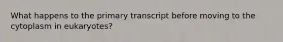 What happens to the primary transcript before moving to the cytoplasm in eukaryotes?