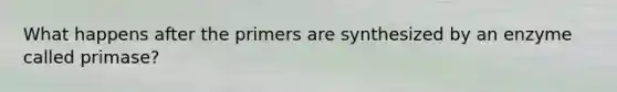 What happens after the primers are synthesized by an enzyme called primase?