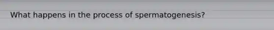 What happens in the process of spermatogenesis?