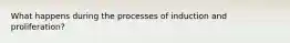 What happens during the processes of induction and proliferation?