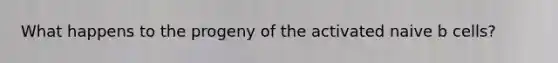 What happens to the progeny of the activated naive b cells?