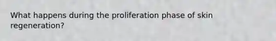 What happens during the proliferation phase of skin regeneration?