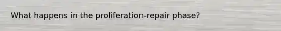 What happens in the proliferation-repair phase?