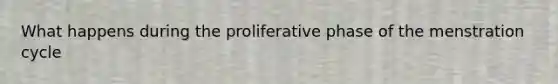 What happens during the proliferative phase of the menstration cycle