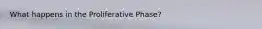 What happens in the Proliferative Phase?