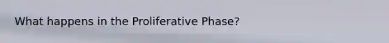 What happens in the Proliferative Phase?