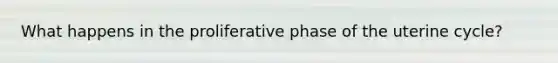 What happens in the proliferative phase of the uterine cycle?