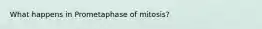 What happens in Prometaphase of mitosis?