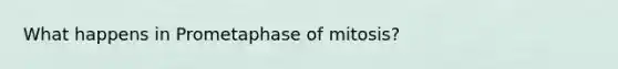 What happens in Prometaphase of mitosis?