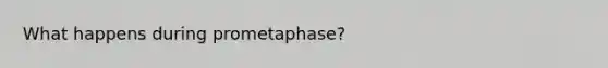 What happens during prometaphase?