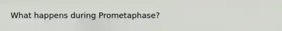 What happens during Prometaphase?