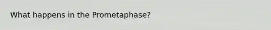 What happens in the Prometaphase?