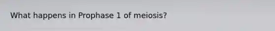 What happens in Prophase 1 of meiosis?