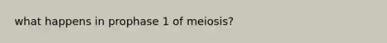 what happens in prophase 1 of meiosis?