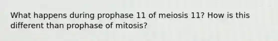 What happens during prophase 11 of meiosis 11? How is this different than prophase of mitosis?