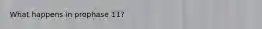 What happens in prophase 11?
