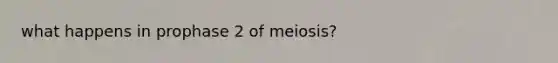 what happens in prophase 2 of meiosis?