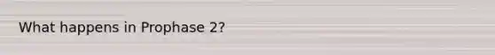 What happens in Prophase 2?