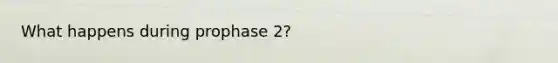 What happens during prophase 2?