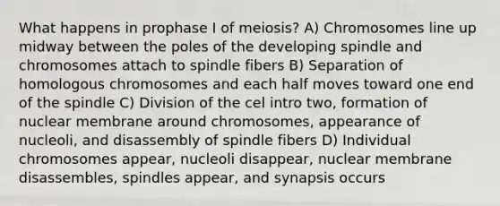 What happens in prophase I of meiosis? A) Chromosomes line up midway between the poles of the developing spindle and chromosomes attach to spindle fibers B) Separation of homologous chromosomes and each half moves toward one end of the spindle C) Division of the cel intro two, formation of nuclear membrane around chromosomes, appearance of nucleoli, and disassembly of spindle fibers D) Individual chromosomes appear, nucleoli disappear, nuclear membrane disassembles, spindles appear, and synapsis occurs