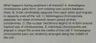 What happens during prophase I of meiosis? A. Homologous chromosome pairs form, and crossing over occurs between them. B. Sister chromatids separate from each other and migrate to opposite ends of the cell. C. Homologous chromosomes separate, but sister chromatids remain joined at their centromeres. D. The nuclear membrane begins to re-form around haploid sets of chromosomes. E. Individual chromosomes are aligned in single file across the center of the cell. F. Homologous chromosome pairs are randomly arranged along the middle of the cell.