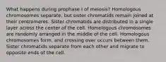 What happens during prophase I of meiosis? Homologous chromosomes separate, but sister chromatids remain joined at their centromeres. Sister chromatids are distributed in a single layer across the center of the cell. Homologous chromosomes are randomly arranged in the middle of the cell. Homologous chromosomes form, and crossing over occurs between them. Sister chromatids separate from each other and migrate to opposite ends of the cell.