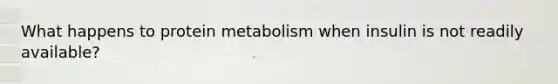 What happens to protein metabolism when insulin is not readily available?